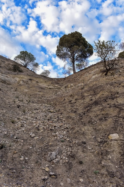 Foto gratuita colpo verticale di alberi spessi in cima a una collina sotto un bel cielo nuvoloso