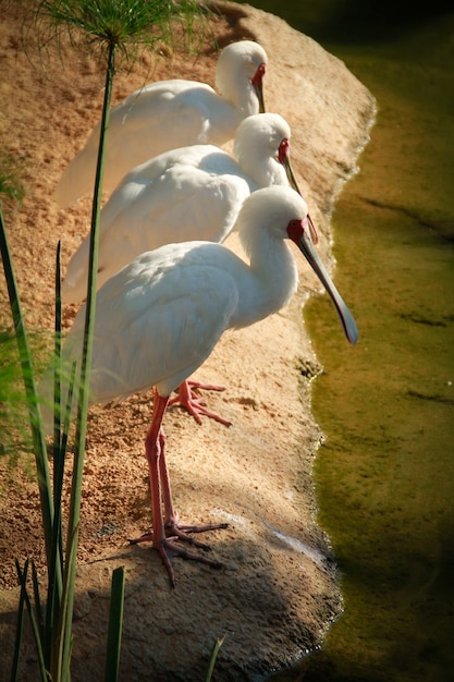 Vertical shot of three beautiful water birds standing on the side of a pond on a sunny day