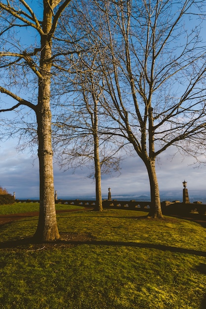 Vertical shot of three trees on the grass under the sunset light