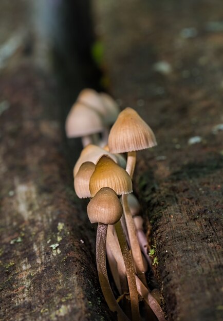 Vertical shot of tiny mushrooms growing in an old brown trunk