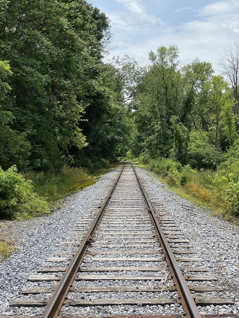 Vertical shot of train rails surrounded by trees