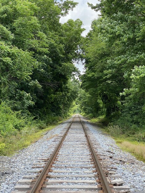 Vertical shot of train rails surrounded by trees