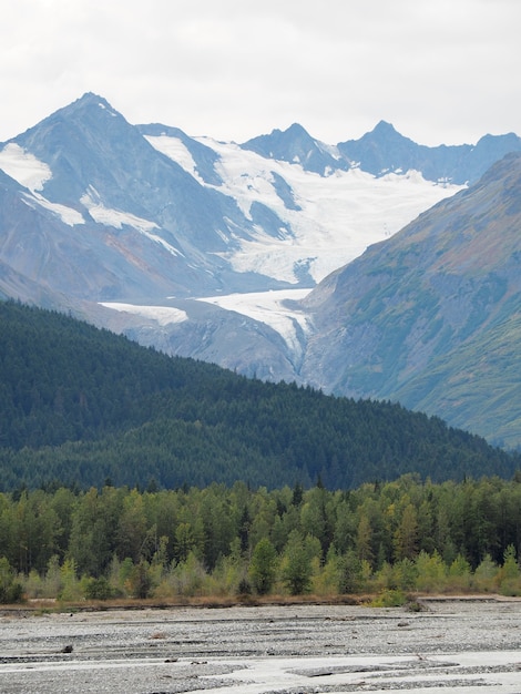 Vertical shot of the tree-covered field and snowy mountains uring the daytime