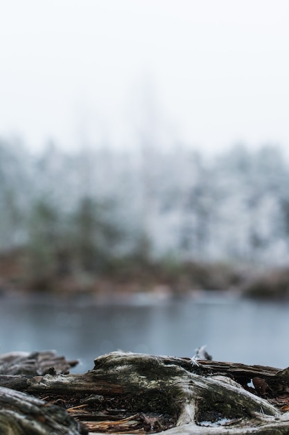 Free photo vertical shot of tree roots near a lake