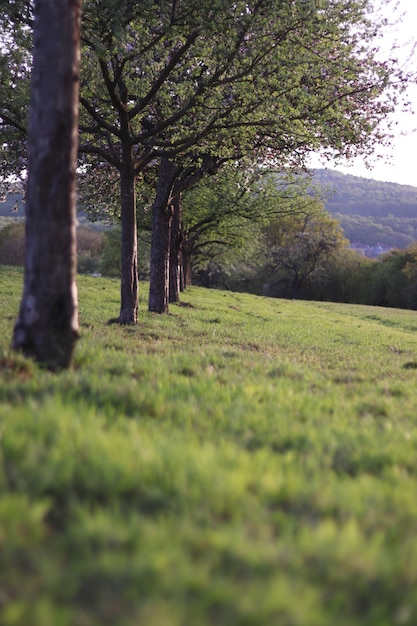 Vertical shot of a tree row surrounded with grass