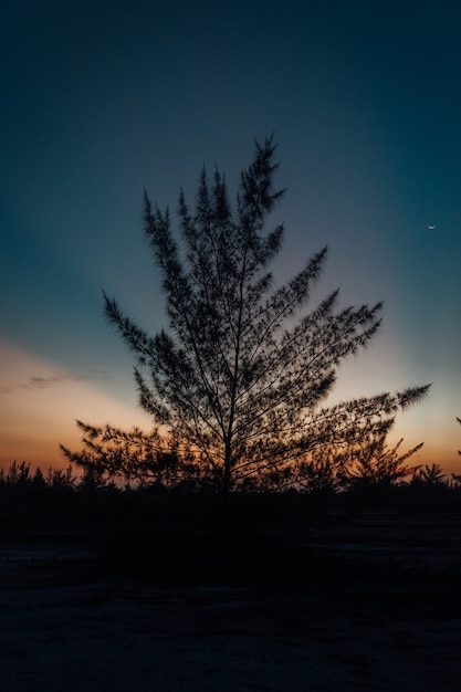 Vertical shot of the tree silhouette during sunset