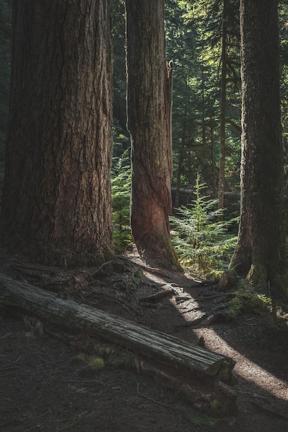 Vertical shot of tree trunks and small conifer trees in a forest