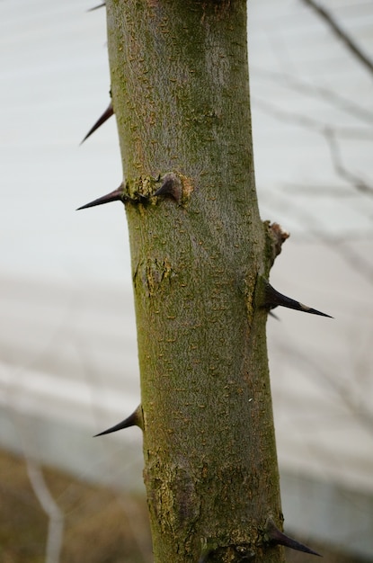 Вертикальный снимок дерева с острыми шипами на поверхности