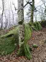 Foto gratuita colpo verticale di alberi nel mezzo della foresta a larvik, norvegia