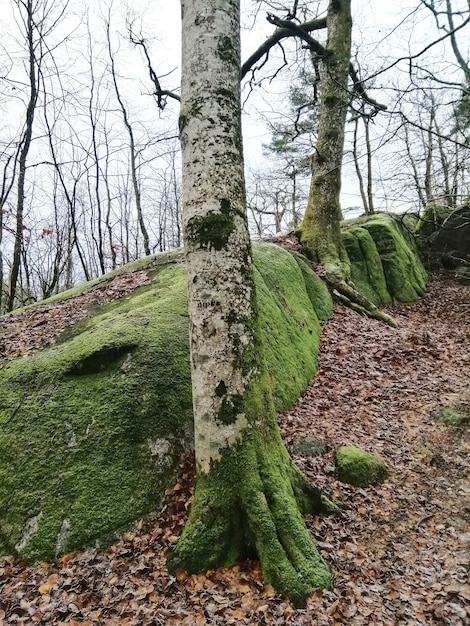 Vertical shot of trees in the middle of the forest in Larvik, Norway