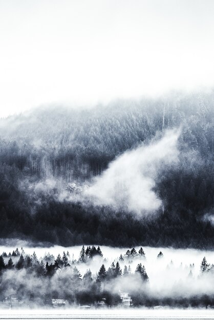 Vertical shot of trees near a forested mountain in a fog