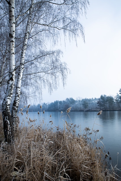冬の霧の日に湖の近くの木の垂直ショット