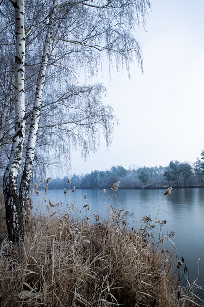 Vertical shot of the trees near the lake on a foggy day in winter