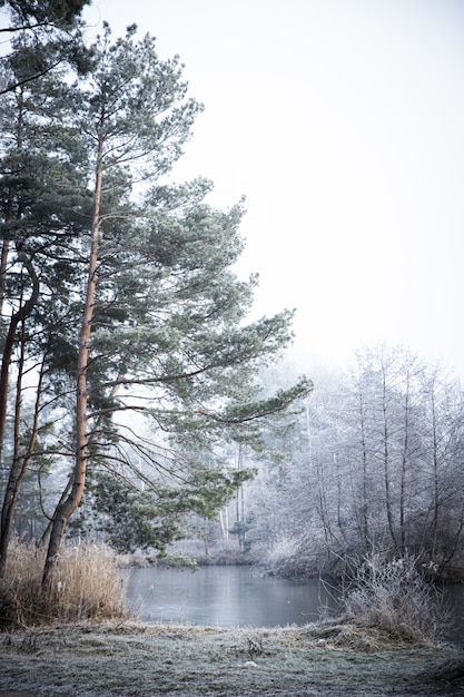Vertical shot of the trees near the lake on a foggy day in winter