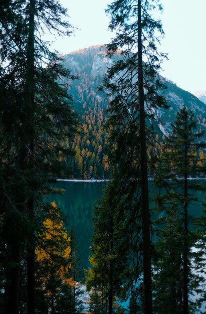 Vertical shot of trees near the Lake Moraine and a tree covered mountain 