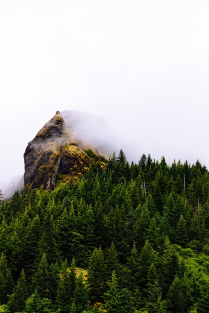 白い背景と霧の中で山の近くの木の垂直方向のショット