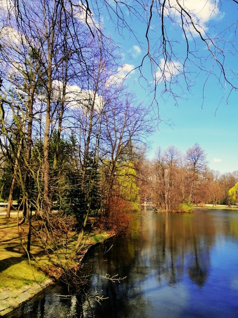 ポーランド、イェレニャグーラの池の横にある木の垂直方向のショット。
