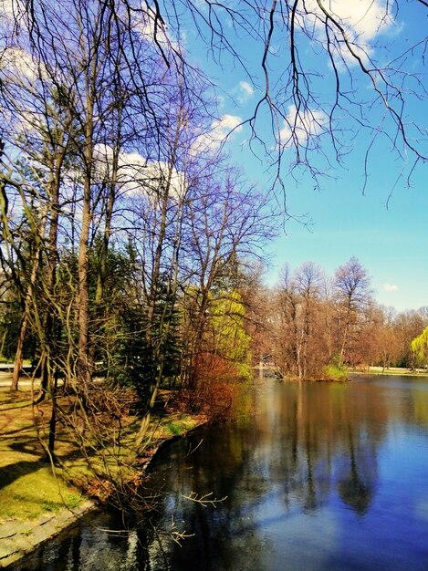 Jelenia Góra, 폴란드에서 연못 옆에 나무의 세로 샷.