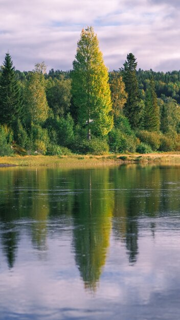 Vertical shot of trees reflecting on a water