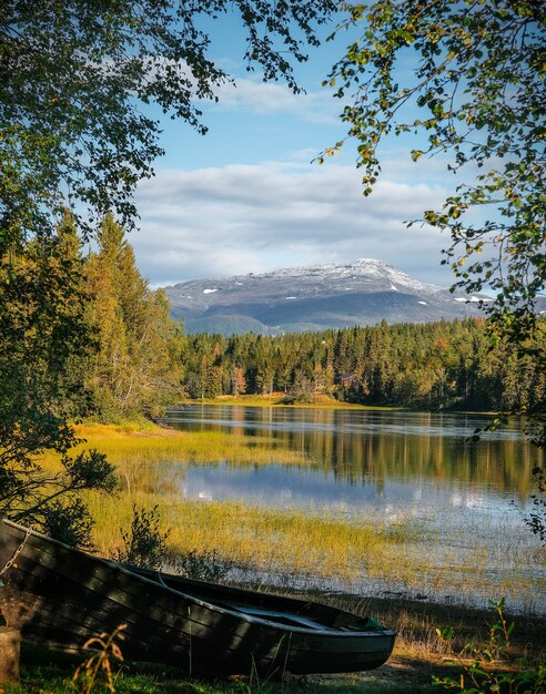 Вертикальный снимок деревьев, отражающихся в воде