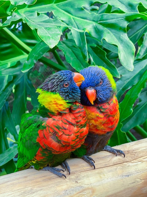 Free photo vertical shot of two colorful parrots perching on a wood