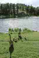 Free photo vertical shot of two ducks standing on grass with ducklings near water