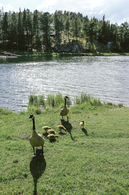 Vertical shot of two ducks standing on grass with ducklings near water