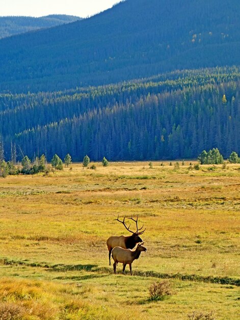 Vertical shot of two elks grazing on the pasture surrounded by high rocky mountains