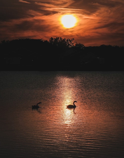 A vertical shot of two geese in the water and a silhouette of mountains