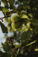 Free photo vertical  shot of two green apples on a tree branch