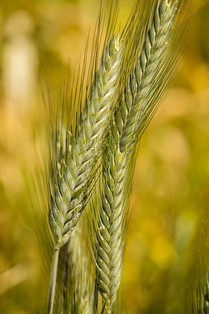 Vertical shot of two green ears of wheat surrounded by a field during daylight
