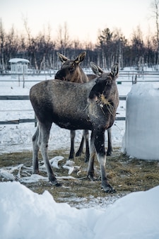 Vertical shot of two moose eating hay in the north of sweden