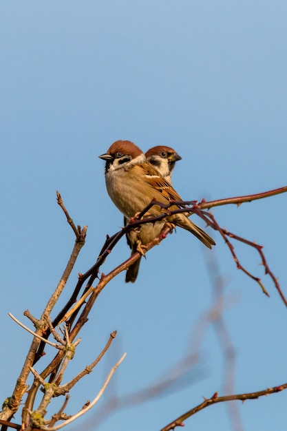 Free photo vertical shot of two sparrows sitting on a branch of a tree and a blue sky