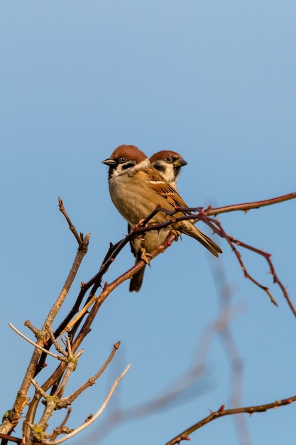 Vertical shot of two sparrows sitting on a branch of a tree and a blue sky