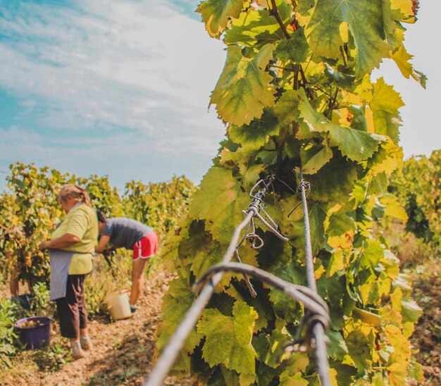 Vertical shot of a vineyard