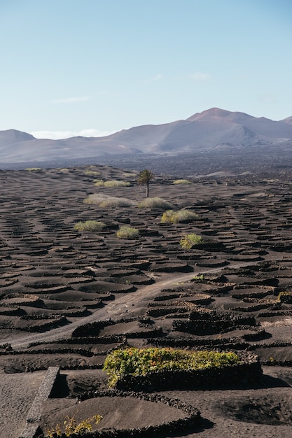 낮 동안 Lanzarote 섬에 있는 포도원의 수직 샷