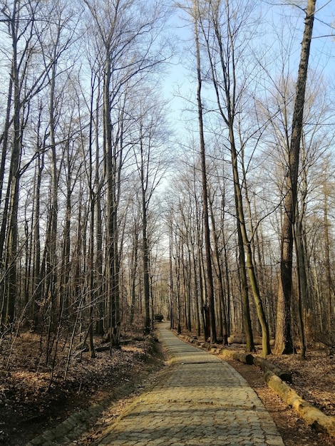 Vertical shot of the walkway in the woods of Jelenia Gora, Poland.