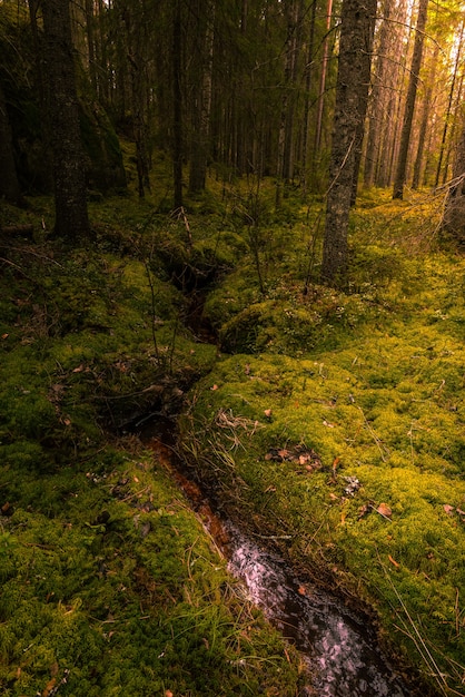Vertical shot of a water stream ion the middle of a forest with moss growing on the ground