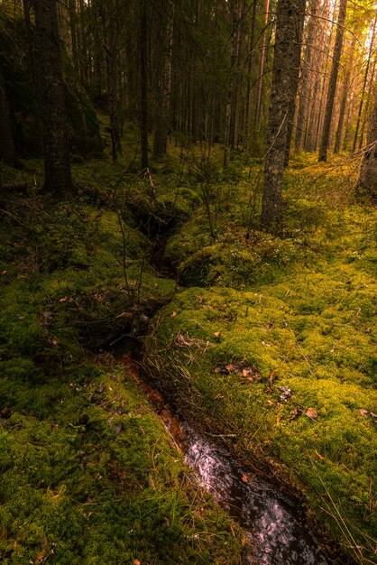 Vertical shot of a water stream ion the middle of a forest with moss growing on the ground