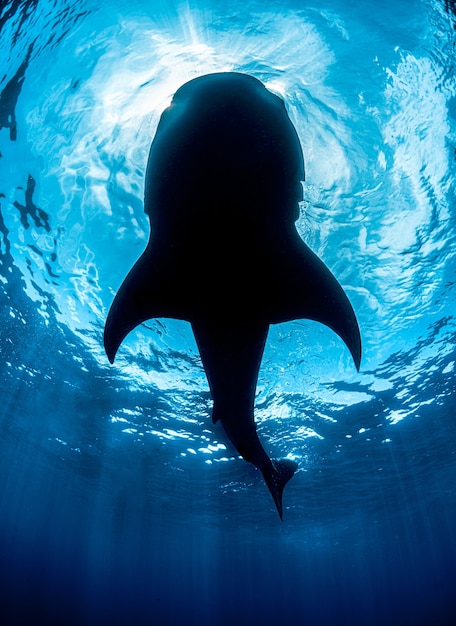 Vertical shot of a whale enjoying the bright sun rays sliding underwater