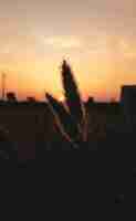 Free photo vertical shot of wheat ears against the sunset sky