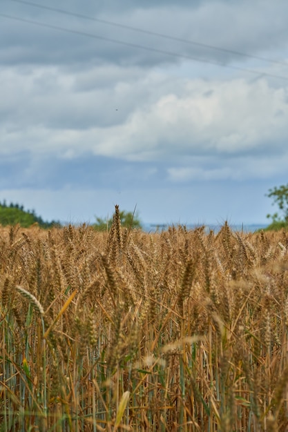 Vertical shot of wheat field on a cloudy day
