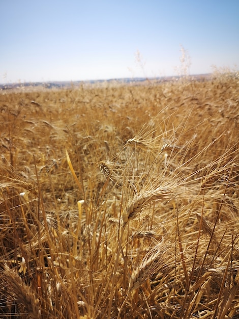Vertical shot of a wheat field under the sunlight