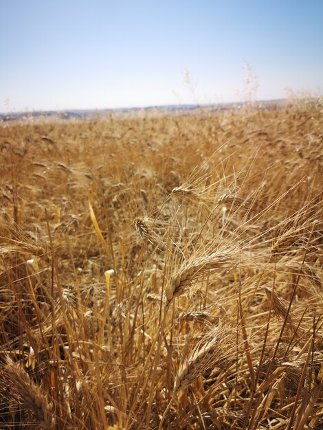 Вертикальный снимок пшеничного поля под солнечным светом
