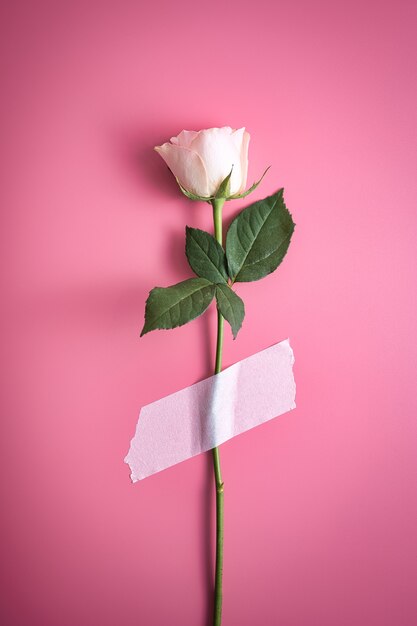 Vertical shot of a white beautiful rose taped on a pink wall