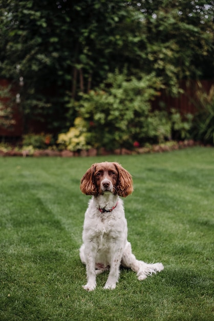 Вертикальный выстрел из бело-коричневой собаки с красным поводком на зеленой траве