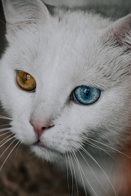 Vertical shot of a white cat with different colored eyes