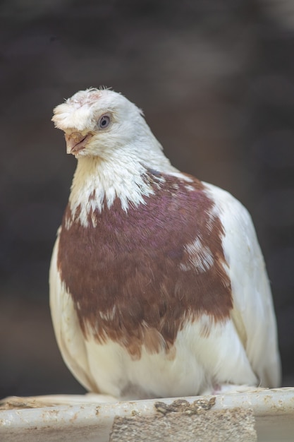 Вертикальный снимок белого голубя на ветке