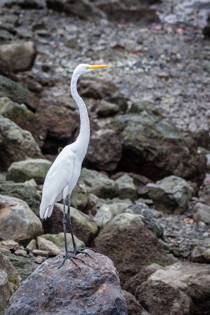 Vertical shot of a white egret standing on the rock in the seashore