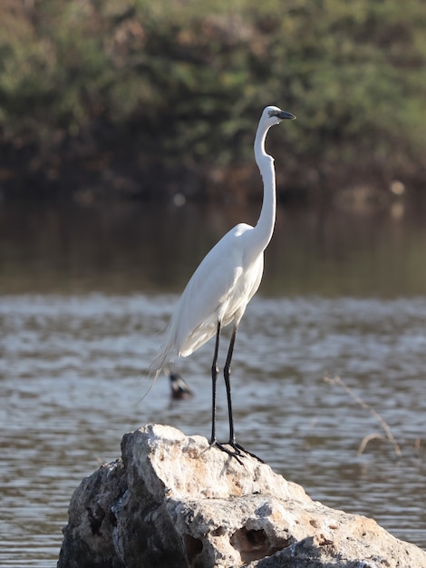 Vertical shot of a white egret on a stone near a lake